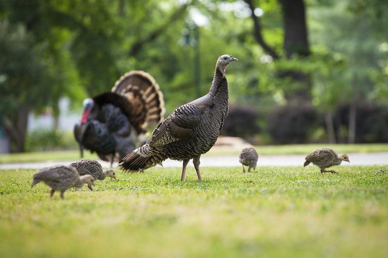 turkey female and male and 4 chicks